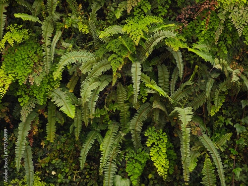 Konstfotografi Fern leave on the wall. Texture. Background.