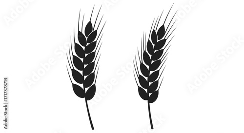 Simple black and white illustration of two wheat stalks against white