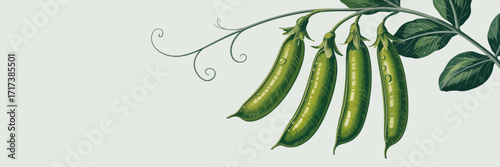 hand drawn vector illustration of a plant