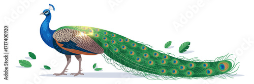 peacock on a white background