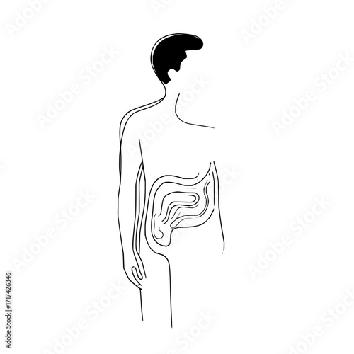 Minimalist line drawing of a human torso showing digestive system anatomy on a white background design