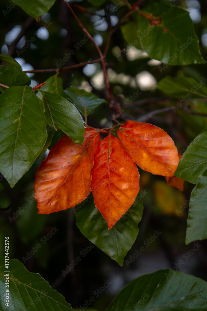 Φωτογραφία A close-up shot of a tree branch showcases the vibrant transition of autumn