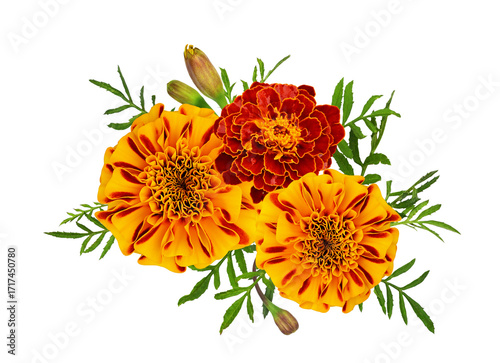 Orange marigold flowers in ...