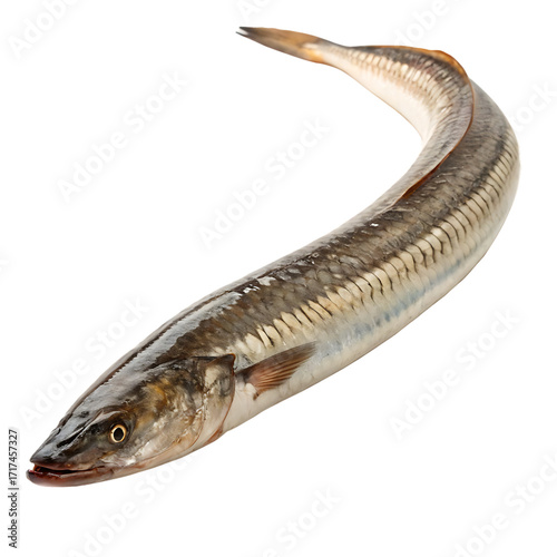 A whole eel isolated on a transparent background
