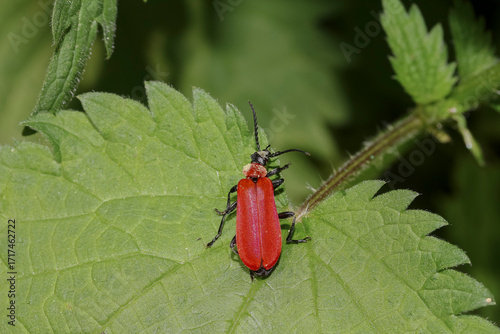 Käfer Scharlachroter Feuerkäfer auf einem Brennnesselblatt, Pyrochroa coccinea