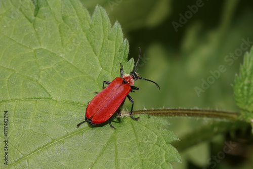 Käfer Scharlachroter Feuerkäfer auf einem Brennnesselblatt, Pyrochroa coccinea