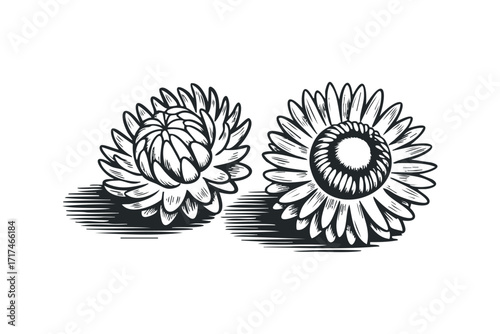 Two line art chrysanthemum flower heads facing opposite directions. Vector hand drawn illustration