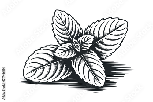 Black and White Engraving of Mint Leaves and Stem. Vector hand drawn illustration