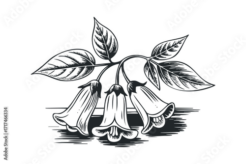 Black and white illustration of bell-shaped flowers and leaves. Vector hand drawn illustration