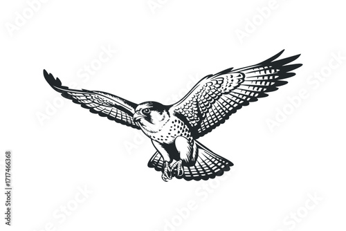 Hawk flying with wings spread wide. Vector hand drawn illustration