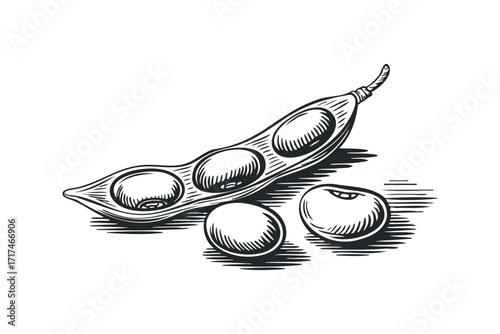 Soybean Pod with Beans. Vector hand drawn illustration