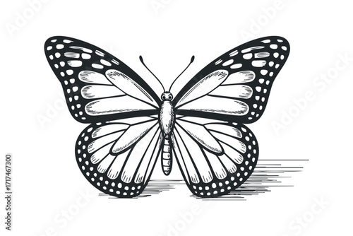 Detailed Sketch of a Monarch Butterfly in Black and White. Vector hand drawn illustration