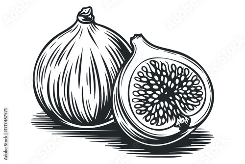 Whole and halved fig fruit stylized graphic. Vector hand drawn illustration