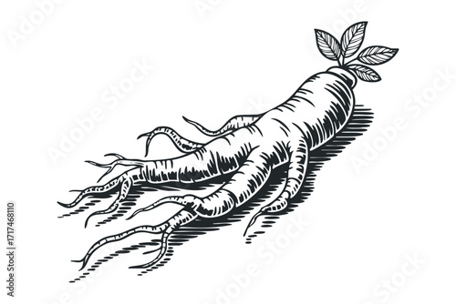 Ginseng root with leaves isolated on white background. Vector hand drawn illustration