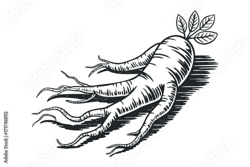 Stylized Black and White Drawing of a Ginseng Root with Leaves. Vector hand drawn illustration