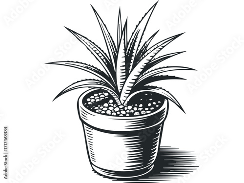 Potted succulent plant in a stylized drawing. Vector hand drawn illustration