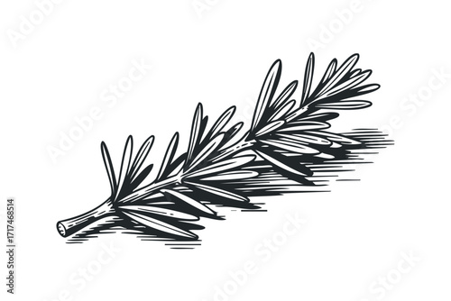 Line drawing of a rosemary sprig on white. Vector hand drawn illustration