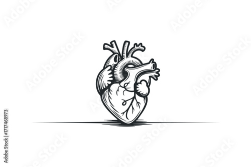 Anatomical Heart Graphic. Vector hand drawn illustration