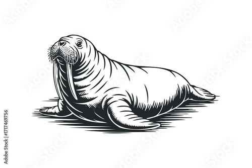Walrus with tusks on white background. Vector hand drawn illustration