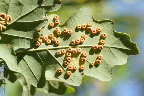 Leaf galls on the underside of an oak leaf of gall wasps Neuroterus numismalis, Silk-Button Spangle Gall Wasp. Netherlands, September.