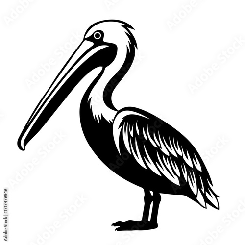 A black and white vector image of a pelican standing, with detailed feathers and a long beak design art