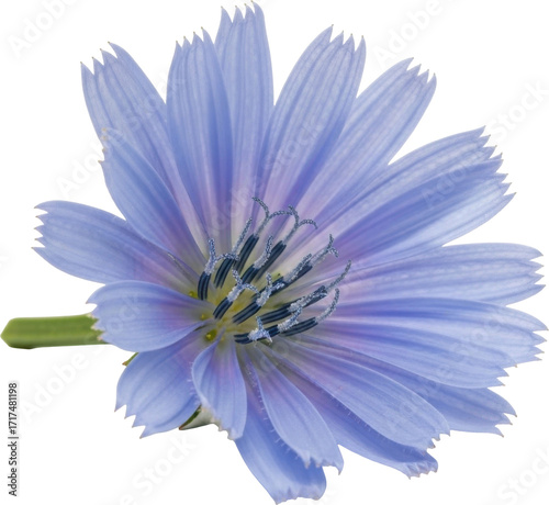 Close-up view of a delicate light blue chicory flower with serrated petals and intricate center