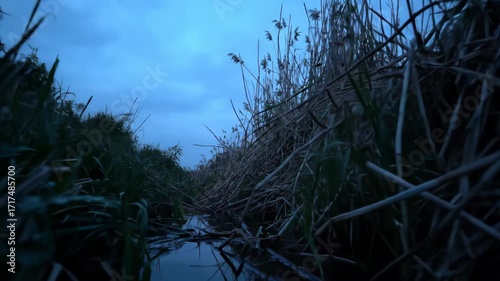 Low angle view of dark stream through tall grass at dusk, reflecting sky and plants. Landscape with water, nature, and environment.