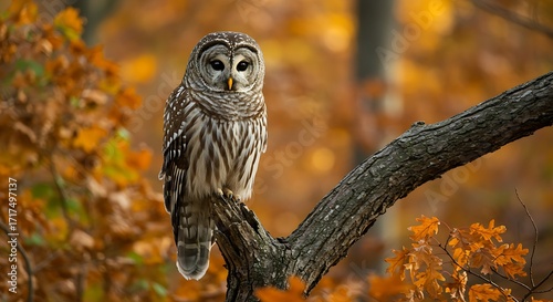 Barred owl perched on a branch amidst the vibrant autumn foliage, its serene gaze reflecting the tranquility of the forest in the fall