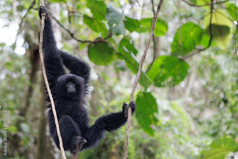 Obraz premium Wild Siamang gibbon in Malaysia jungle