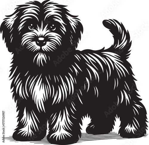 Briard Dog in Black and White – Elegant French Herding Breed Photography
