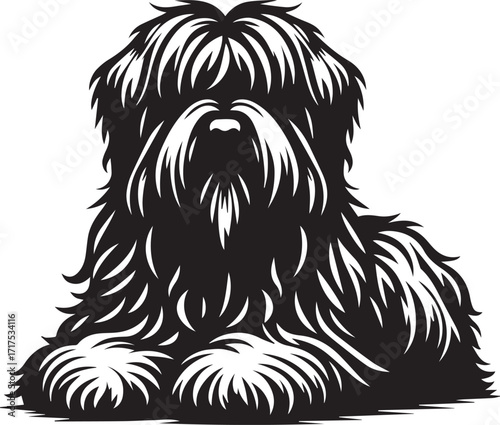 Briard Dog in Black and White – Elegant French Herding Breed Photography