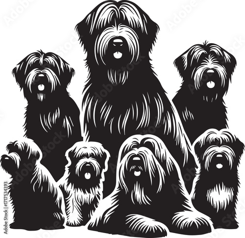 Briard Dog in Black and White – Elegant French Herding Breed Photography
