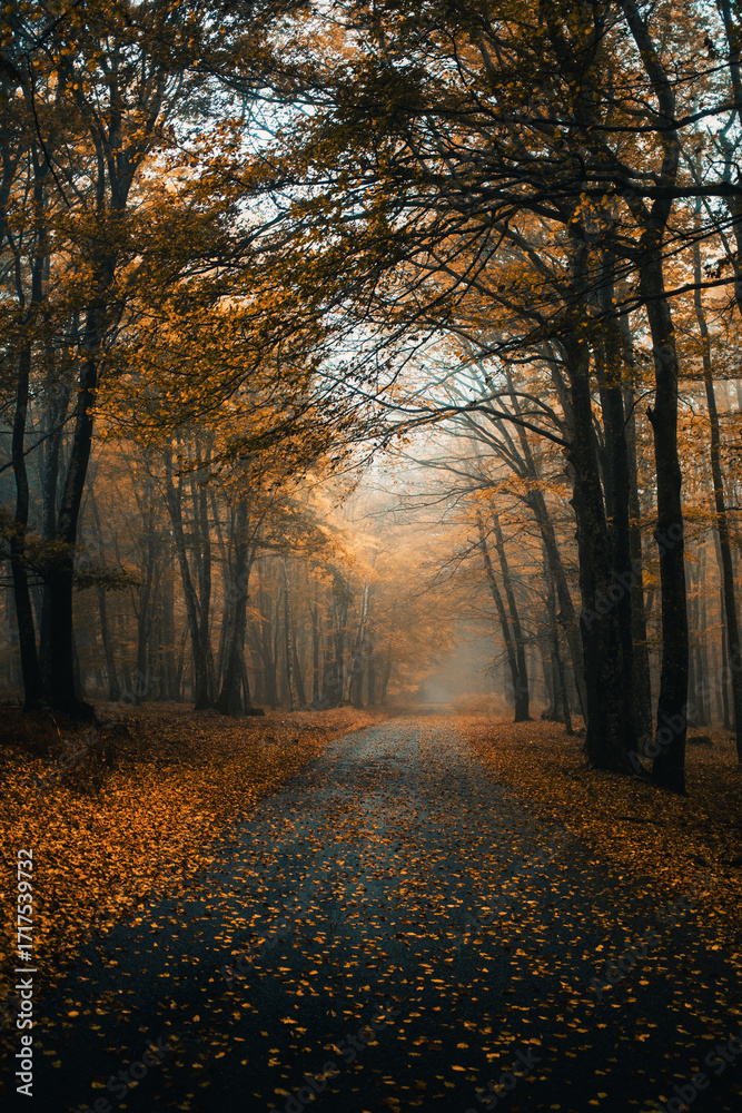 Fototapeta premium Orange Leaves Cast Over The Road In The Forest 