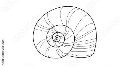 Detailed illustration of a spiral shell showcasing intricate lines and patterns, suitable for educational use