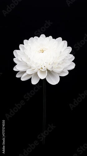 A single white chrysanthemum flower with layered petals stands against a solid black background, highlighting its delicate and symmetrical beauty.