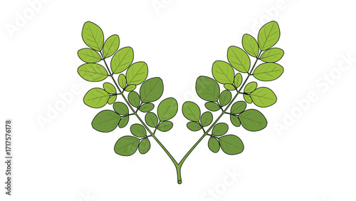 Moringa Leaves Nutritional Powerhouse, Health Benefits, and Culinary Uses