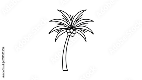 Simple outline illustration of a palm tree with coconuts, ideal for tropical-themed designs