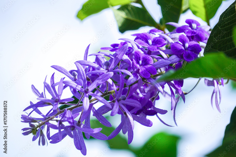 Φωτογραφία Petrea volubilis is a large, vigorous vine with indigo-purple flowers in clusters with five petals resembling a five-pointed star