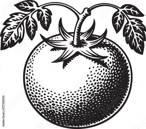 Black and white linocut illustration of ripe tomato with stippled texture and detailed serrated leaves in vintage woodcut style