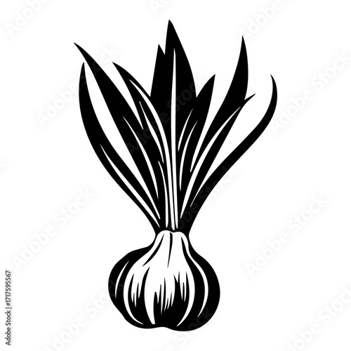Illustration of a garlic bulb with sprouting leaves in black and white design vector image