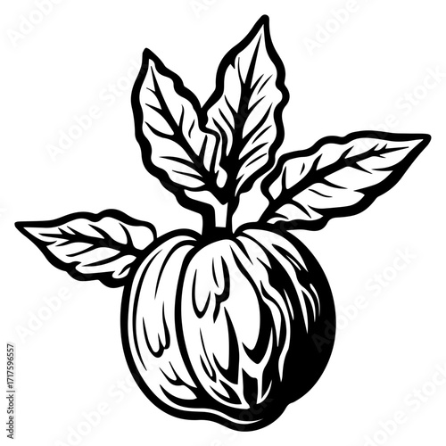 Illustration of a walnut with leaves in black and white outline style detailed vector image design