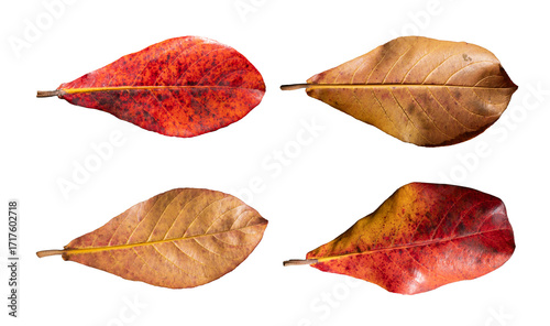 Indian almond leaves isolated on white background