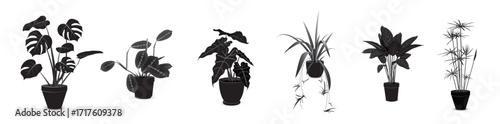 Monstera, Maranta Tricolor, Alocasia amazonica, Chlorophytum, Calathea, Cyperus. Potted plants black white drawings set isolated on white background. Silhouette indoor plant collection. Line art style