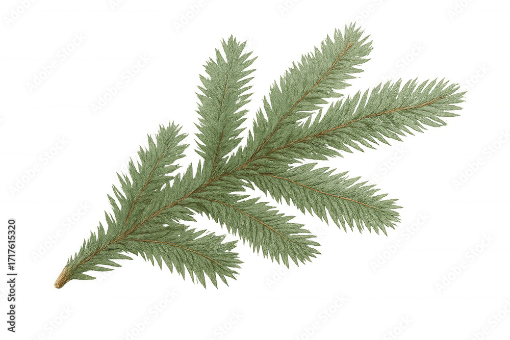 Fototapeta premium Conifer tree branch with green needles for holiday season and christmas celebration design, transparent background