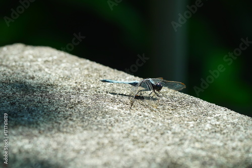 Tableau sur toile Golden dragonfly close-up