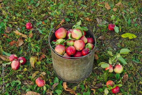 A rustic bucket filled with ripe red apples sits on the grass, surrounded by fallen apples and colorful autumn leaves. The scene captures the essence of harvest time outdoors