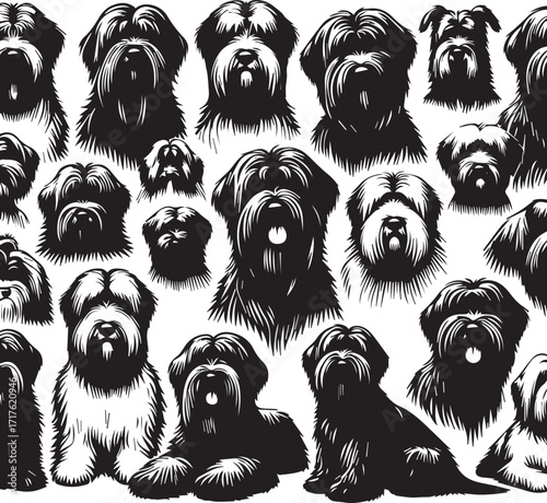 Briard Dog in Black and White – Elegant French Herding Breed Photography