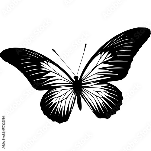 Beautiful butterfly vector illustration black and white insect design art silhouette
