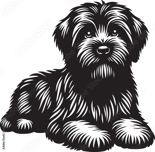 Briard Dog in Black and White – Elegant French Herding Breed Photography