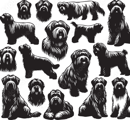 Briard Dog in Black and White – Elegant French Herding Breed Photography